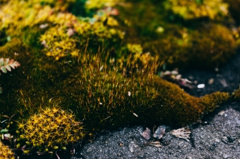 Managing Eco-Anxiety image
