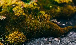 Managing Eco-Anxiety: Lessons From Existentialism, Grief, and ACT image