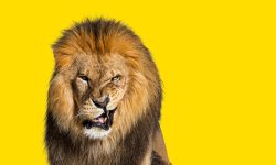 Understanding and Transforming Anger image