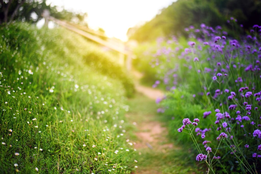 Walks In Nature During Depressive Episodes