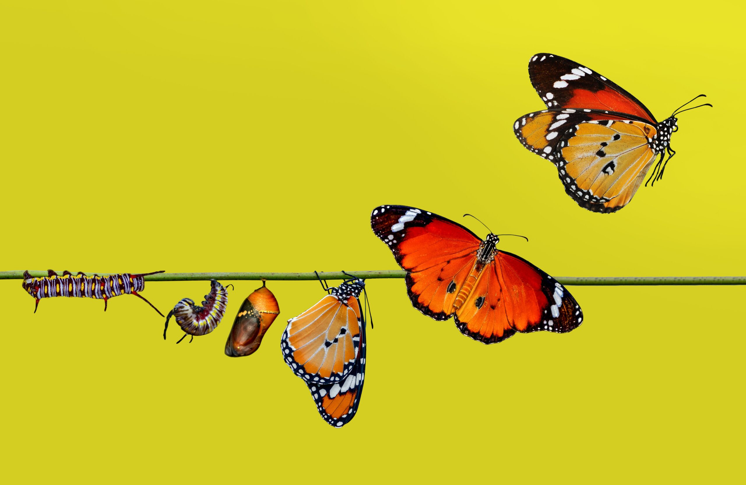 Finding Meaning in Healing