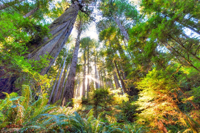 Stressed Out Teens? Try Forest Bathing.
